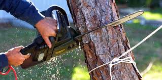 Best Pest Control for Lawns  in Elgin, TX