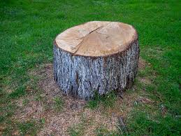 Best Root Management and Removal  in Elgin, TX
