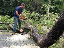 Best Firewood Processing and Delivery  in Elgin, TX