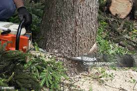Best Fruit Tree Pruning  in Elgin, TX
