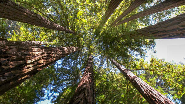 How Our Tree Care Process Works  in  Elgin, TX