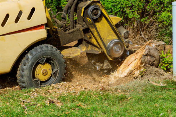 Best Tree Maintenance Programs  in Elgin, TX