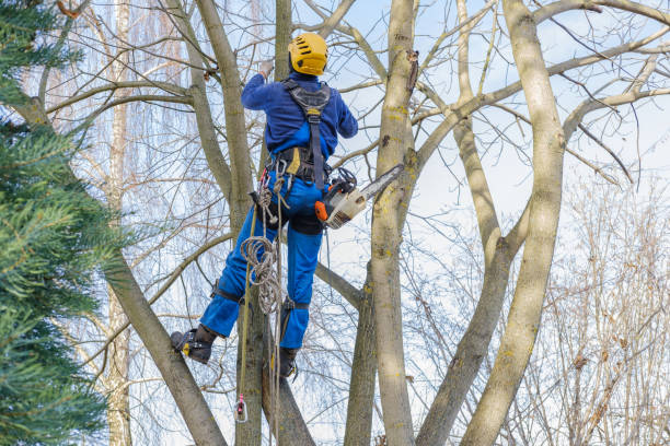 Best Utility Line Clearance  in Elgin, TX
