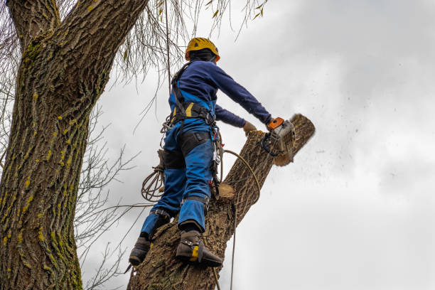 Best Tree and Shrub Care  in Elgin, TX