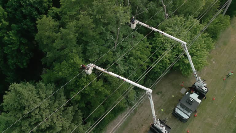 Reliable Elgin, TX Tree Services Solutions