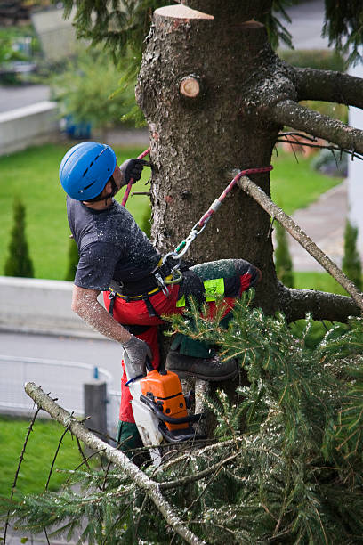 Best Fruit Tree Pruning  in Elgin, TX
