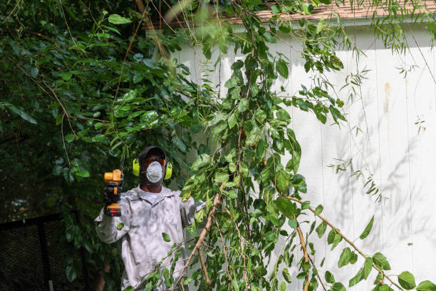 Best Tree Disease Treatment  in Elgin, TX