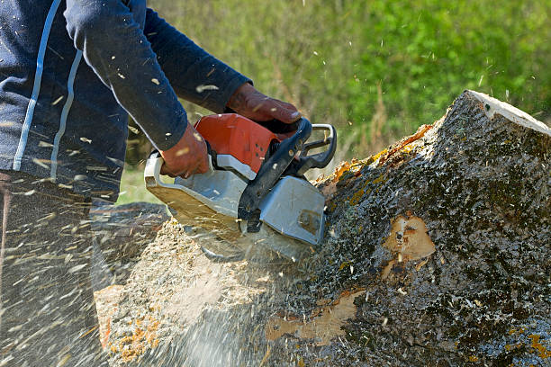 Best Tree Removal  in Elgin, TX