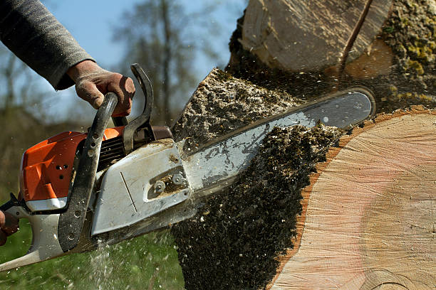 Best Storm Damage Tree Cleanup  in Elgin, TX
